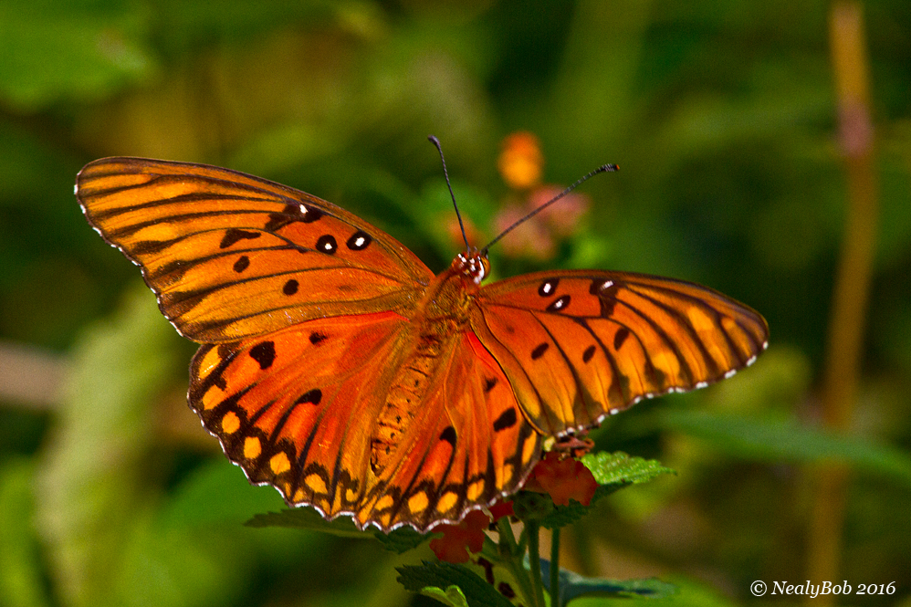 Gulf Fritillary October 7