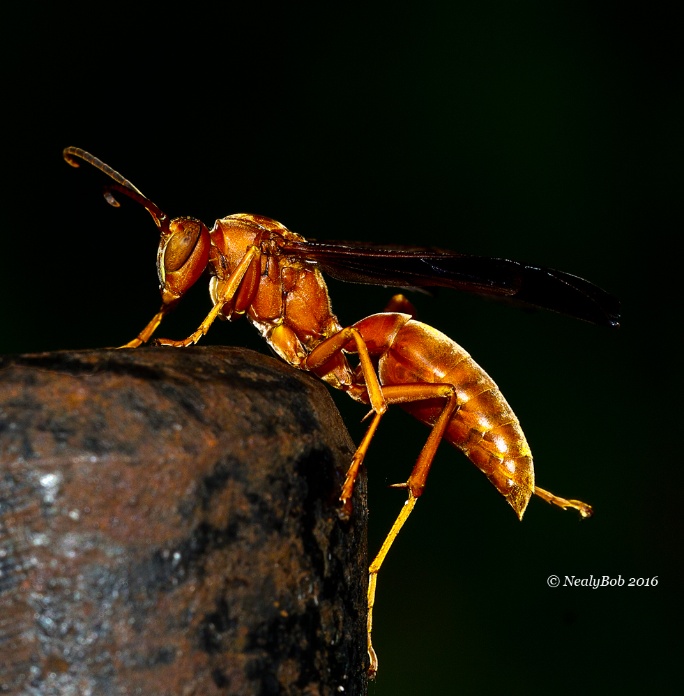 Red Wasp October 29