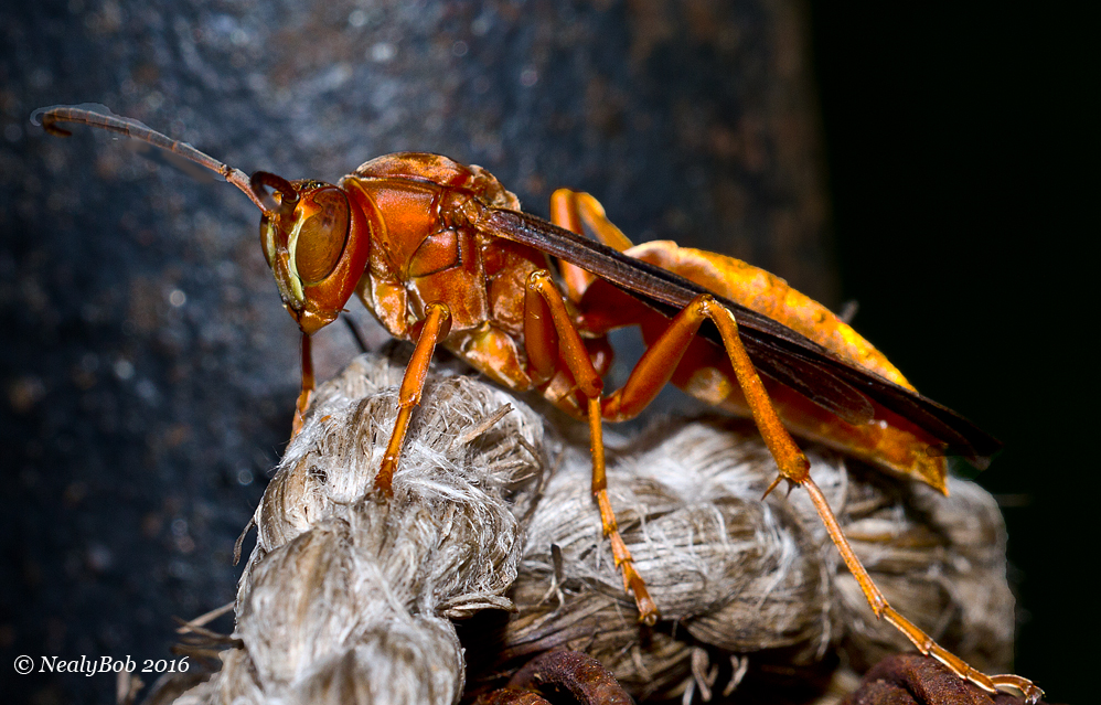 Red Wasp November 1