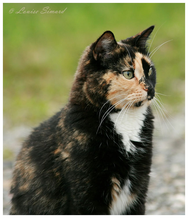 Chat calico (tricolore) / Calico Cat 