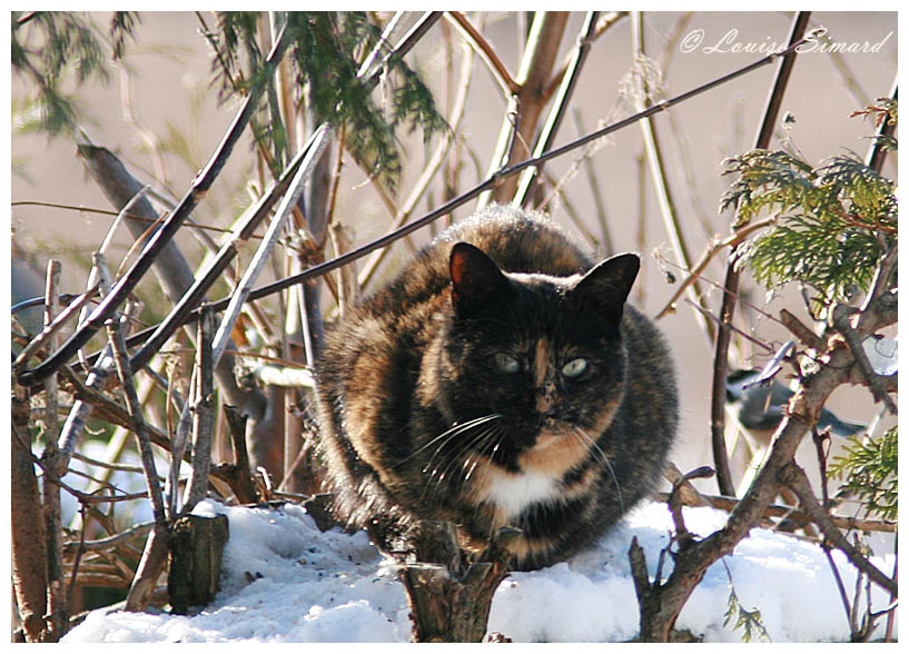 Chat calico (tricolore) / Calico Cat 