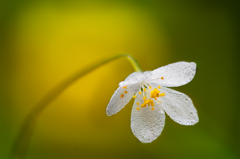 False Rue Anemone