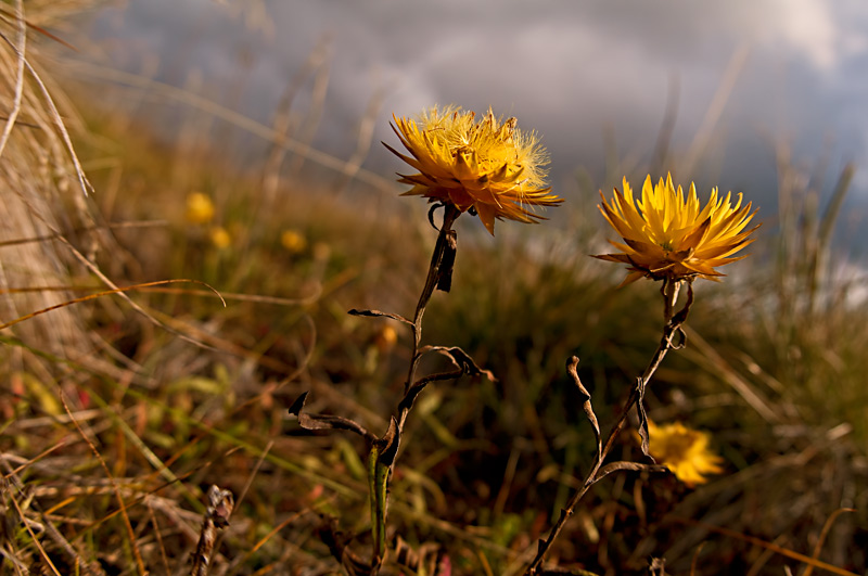 Alpine Everlasting Daisies