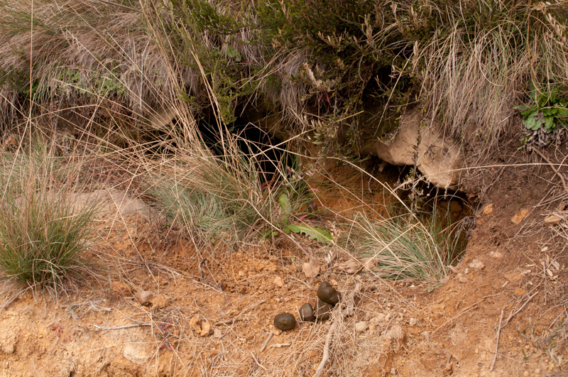 Wombat Poo
