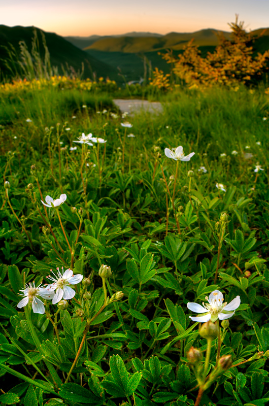 White Mountains