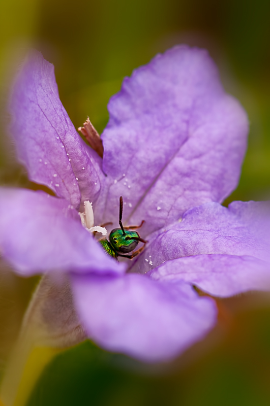 Sweat Bee  in Hairy Petunia