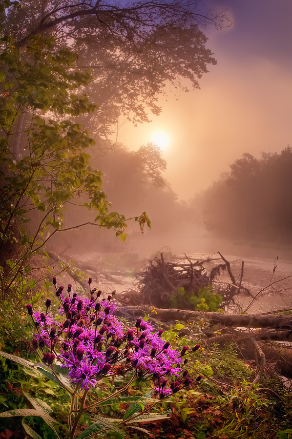 Iron Weed in Mist