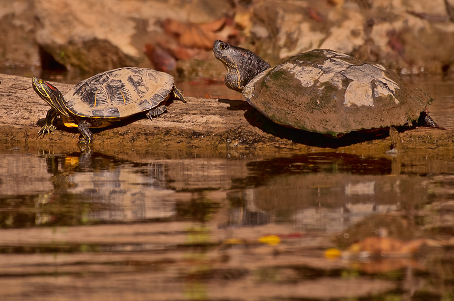 red-eared Sliders