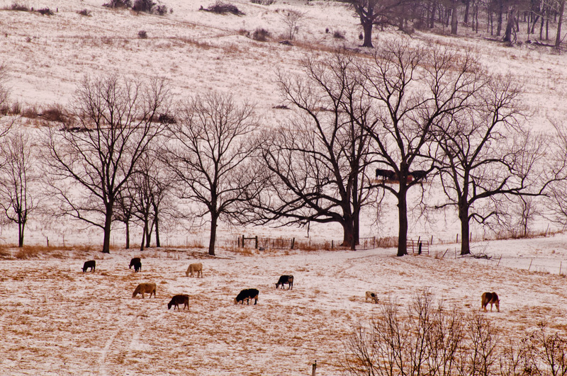 cows in snow