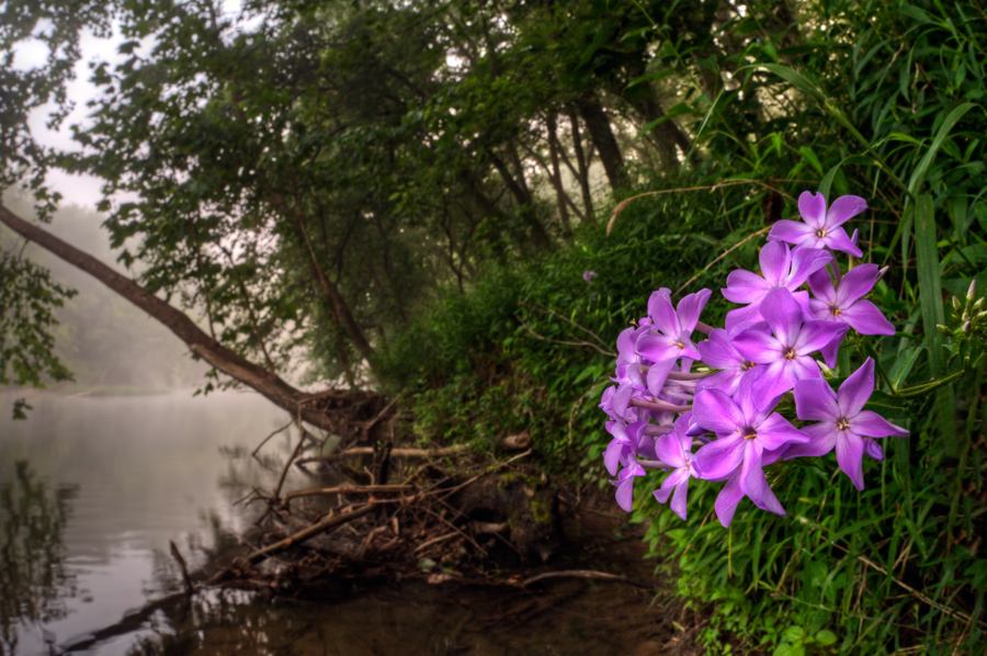 Perennial Phlox (Phlox paniculata)