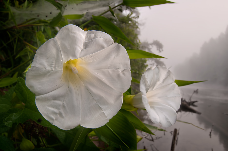 Hedge Bindweed