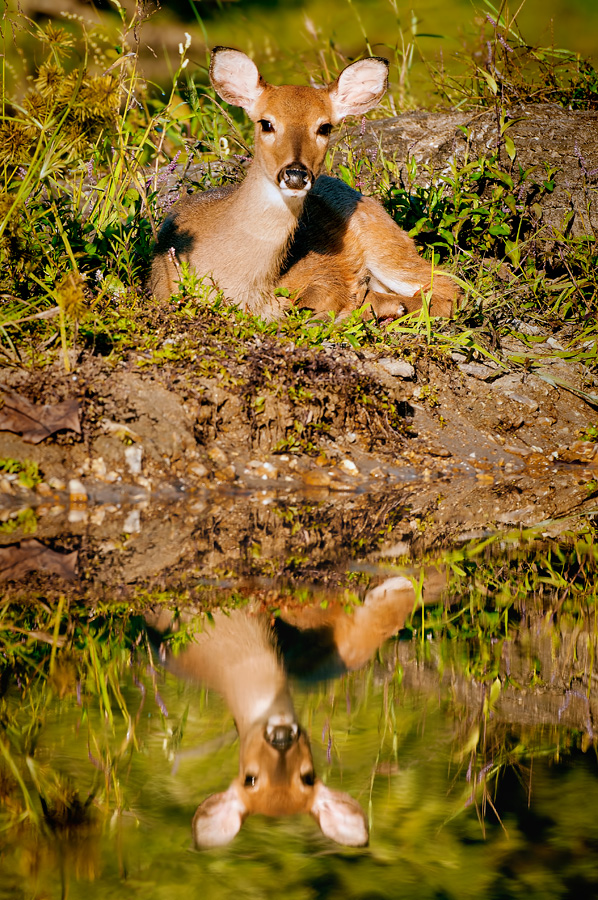 Deer on an Island