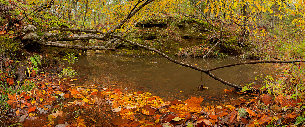 fallen Tree