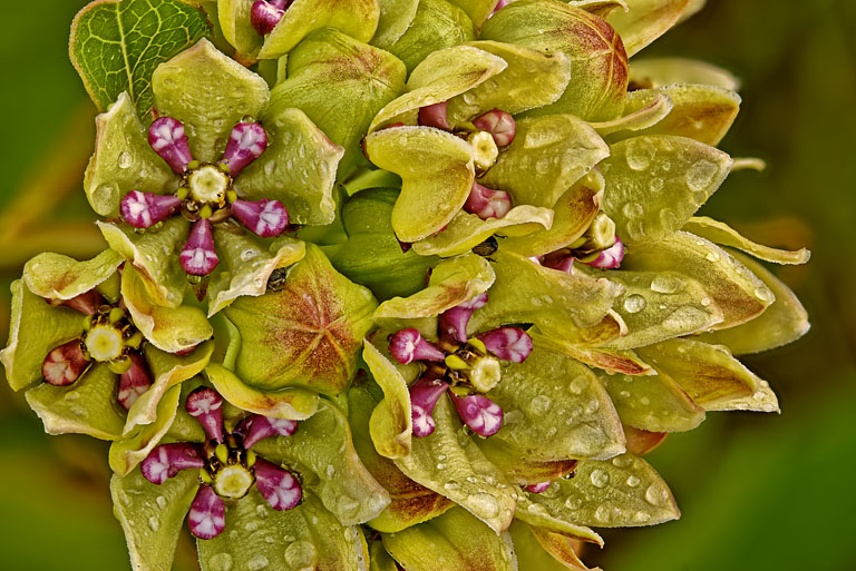Green Milkweed