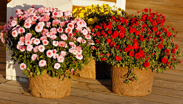 Chrysanthemums