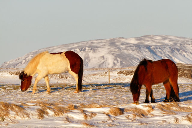 Icelandic horses