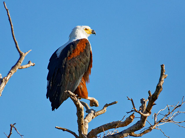 Fish Eagle