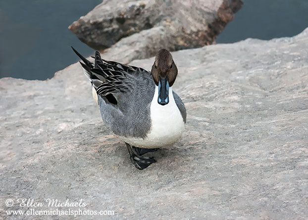 Northern Pintail