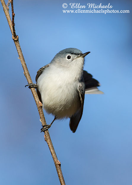 Blue-gray Gnatcatcher