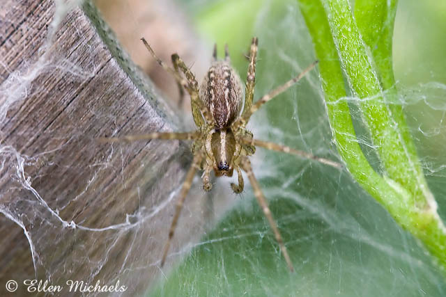 Funnel Weaver Grass Spider