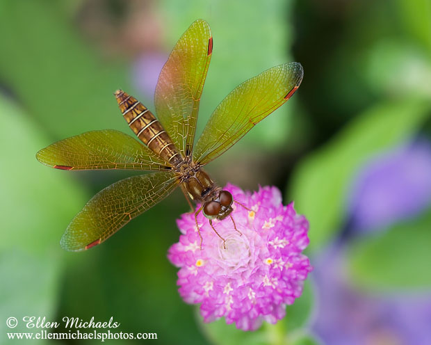 Eastern Amberwing