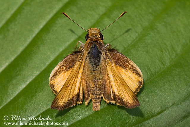 Zabulon Skipper