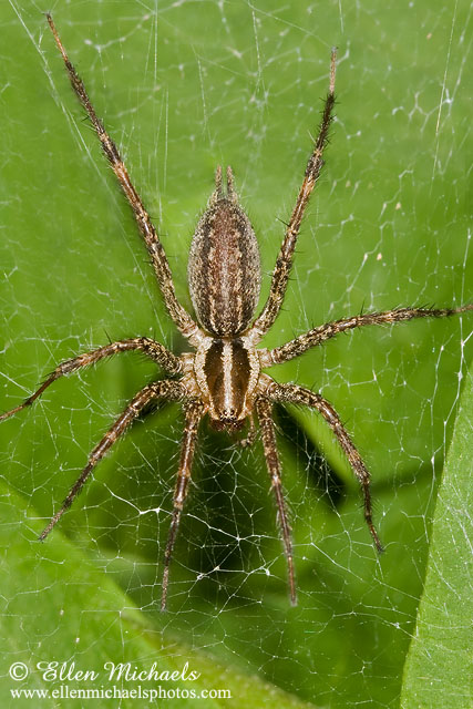 Funnel-web Spider aka Grass Spider