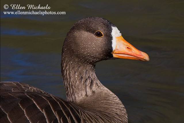 Greater White-fronted Goose