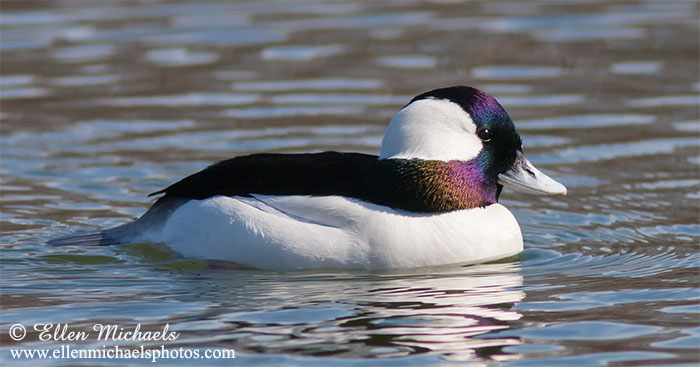 Bufflehead