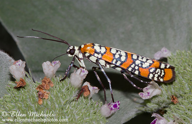 Ailanthus Webworm Moth