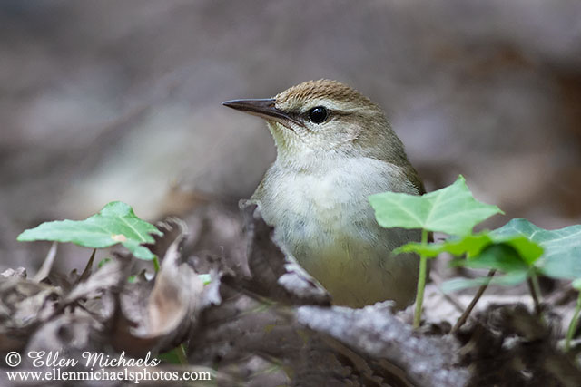 Swainsons Warbler