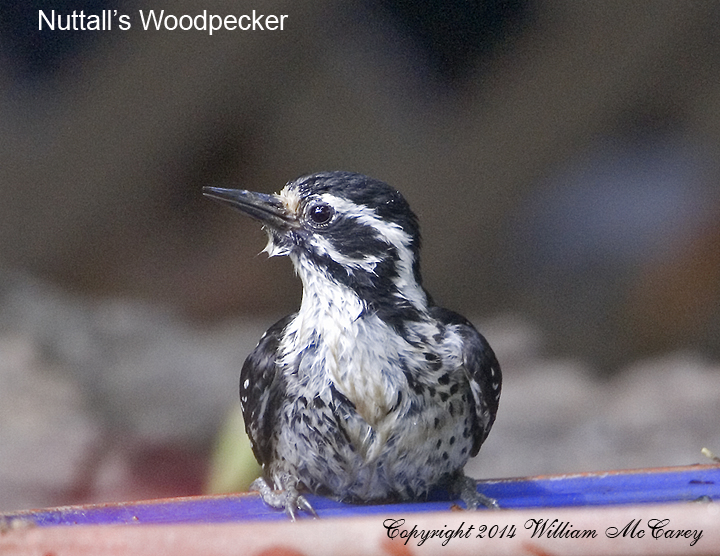 Nuttalls Woodpecker female