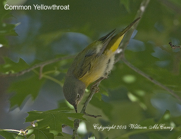Common Yellowthroat