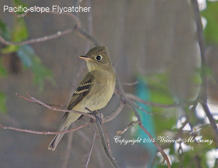 Pacific slope Flycatcher 