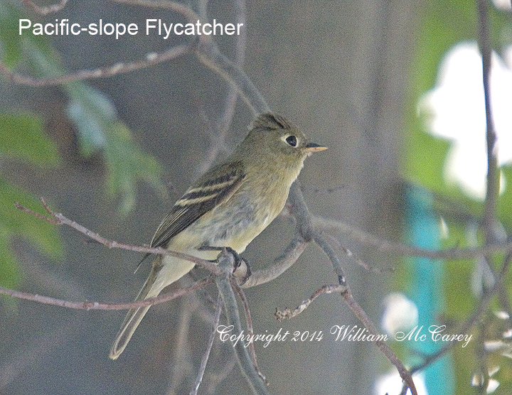 Pacific-slope Flycatcher 