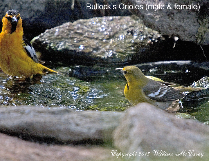 Bullock's Orioles (male & female)
