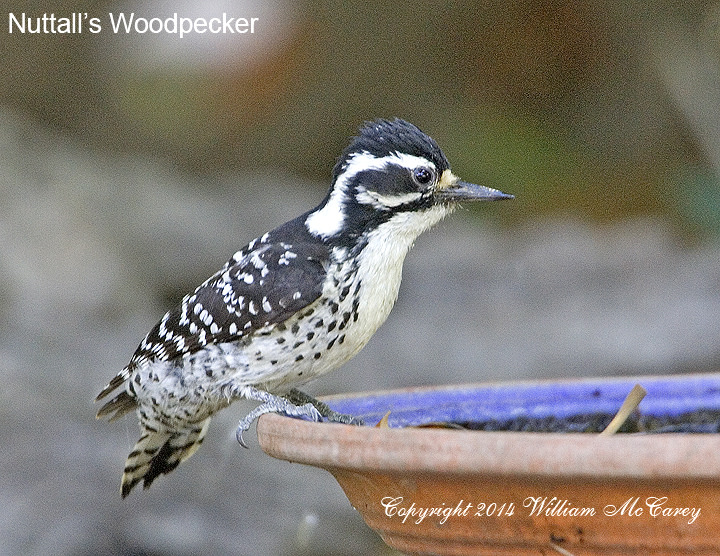Nuttall's Woodpecker Female