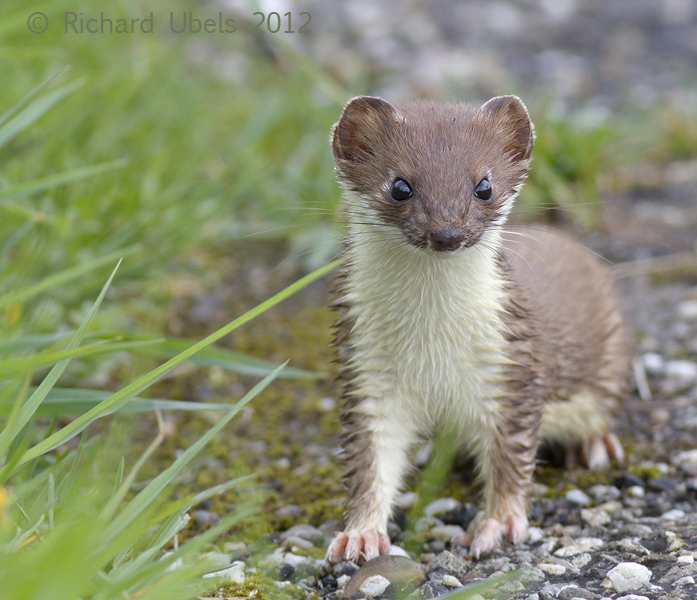 Hermelijn - Stoat - Mustela erminea