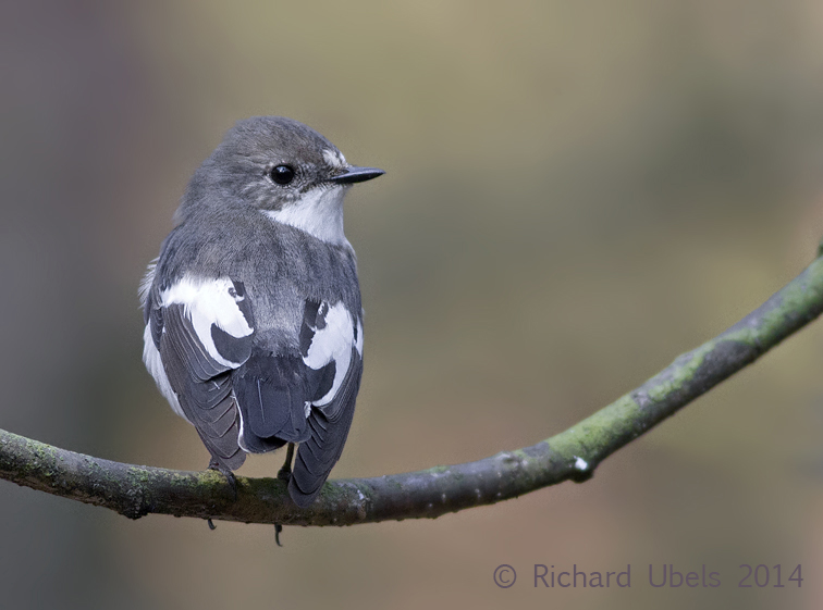 Bonte Vliegenvanger - European Pied Flycatcher - Ficedula hypoleuca