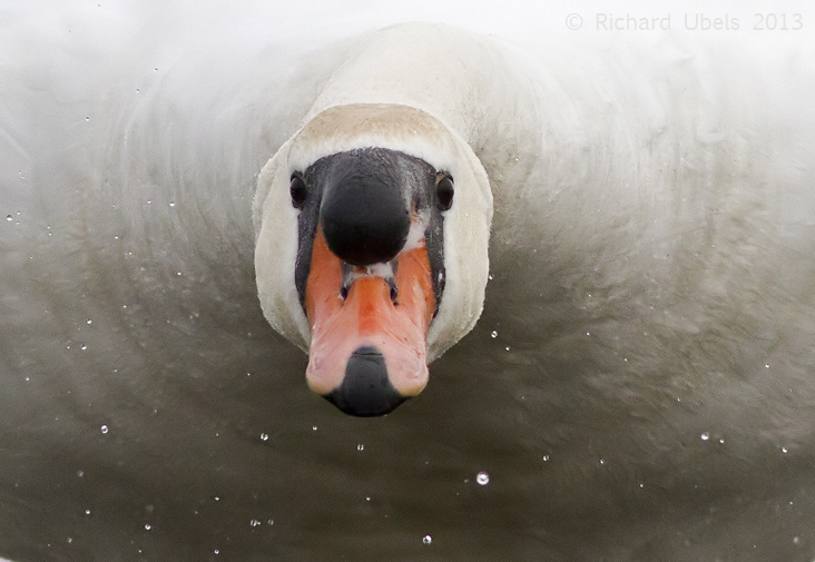 Knobbelzwaan - Mute Swan - Cygnus olor