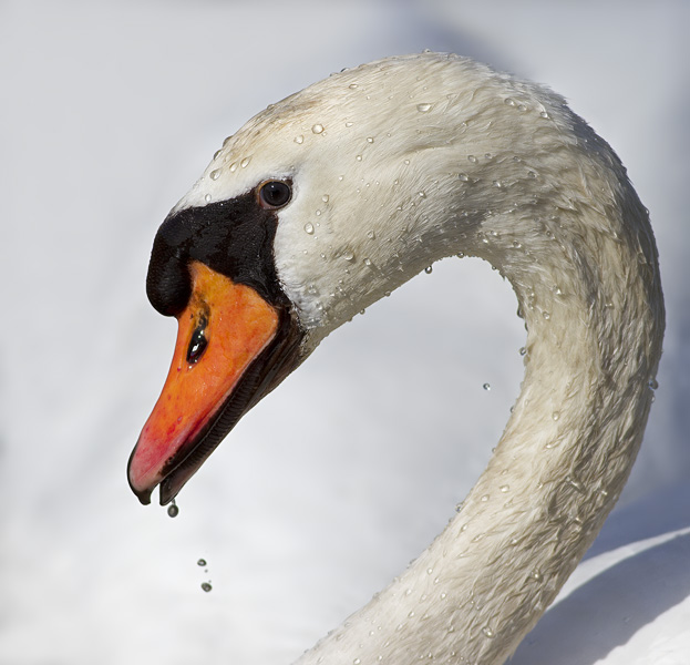 Knobbelzwaan - Mute Swan - Cygnus olor