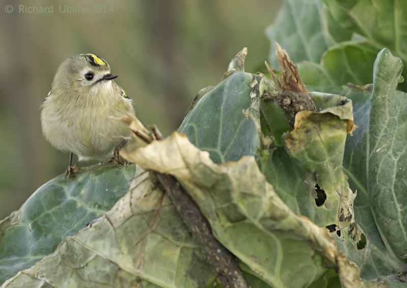 Goudhaan - Goldcrest - Regulus regulus