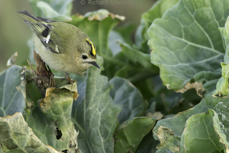 Goudhaan - Goldcrest - Regulus regulus