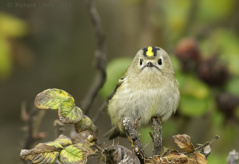 Goudhaan - Goldcrest - Regulus regulus