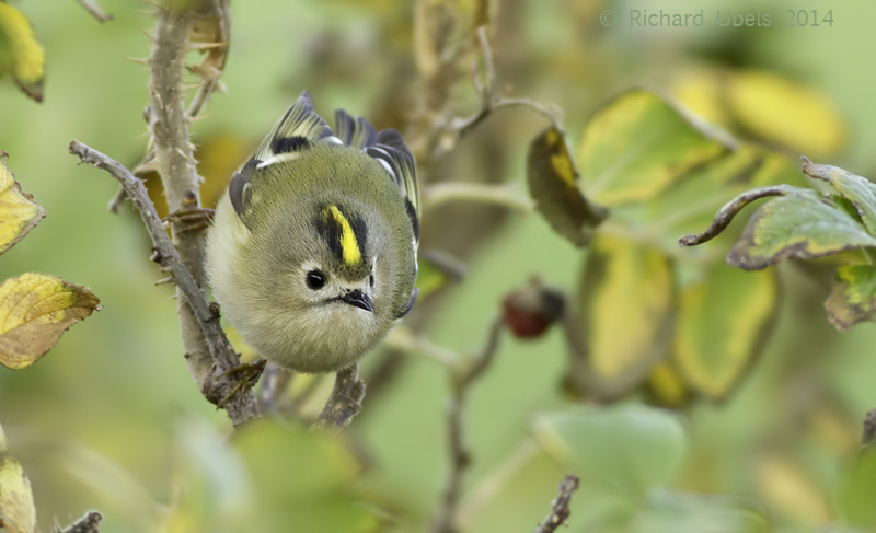 Goudhaan - Goldcrest - Regulus regulus