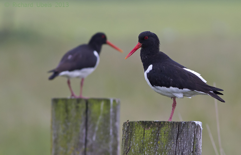 Scholekster - Eurasian Oystercatcher - Haematopus ostralegus longipes