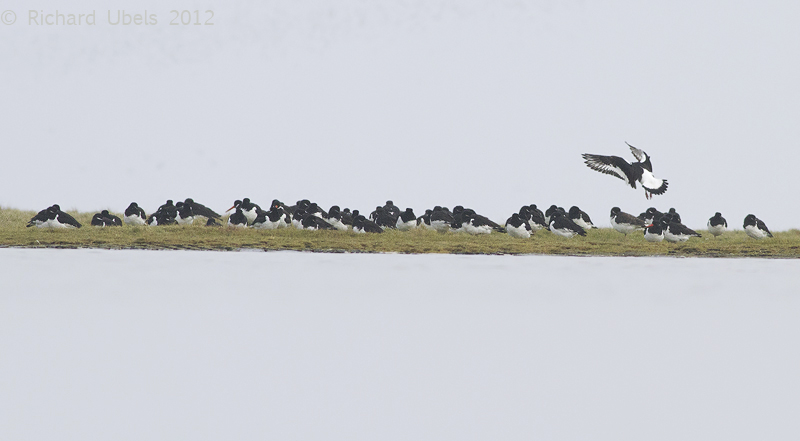 Scholekster - Eurasian Oystercatcher - Haematopus ostralegus longipes