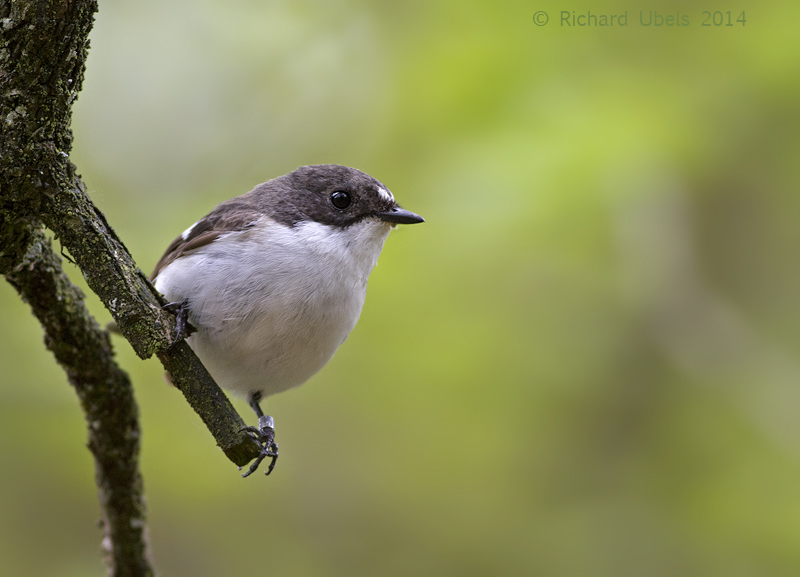 Bonte Vliegenvanger - European Pied Flycatcher - Ficedula hypoleuca