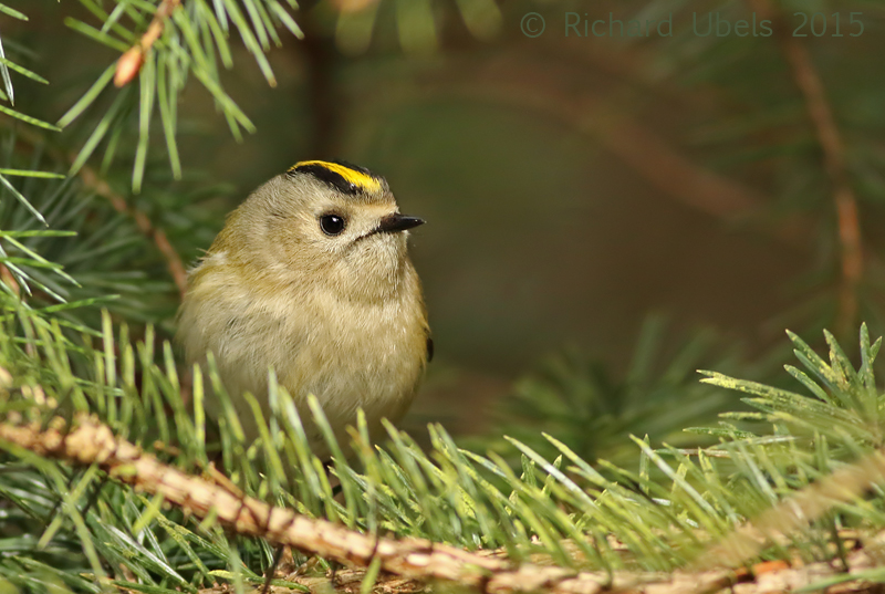 Goudhaan - Goldcrest - Regulus regulus