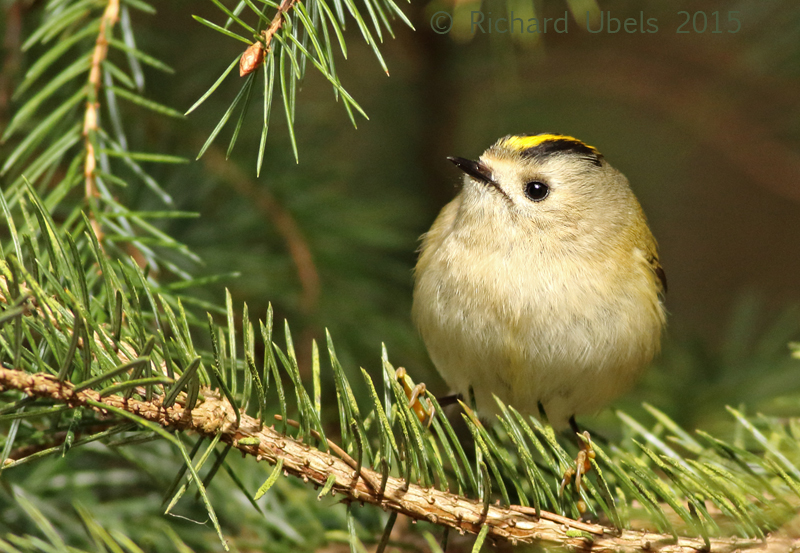 Goudhaan - Goldcrest - Regulus regulus